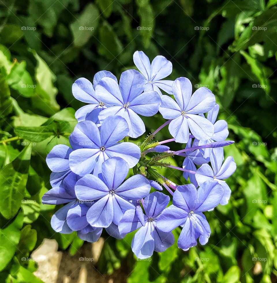 Flowering Plumbago