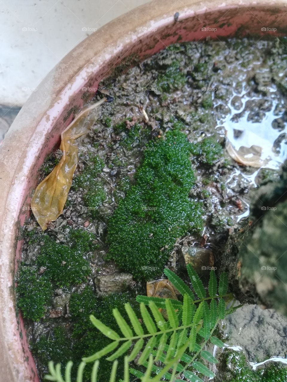 algae in flower vessel