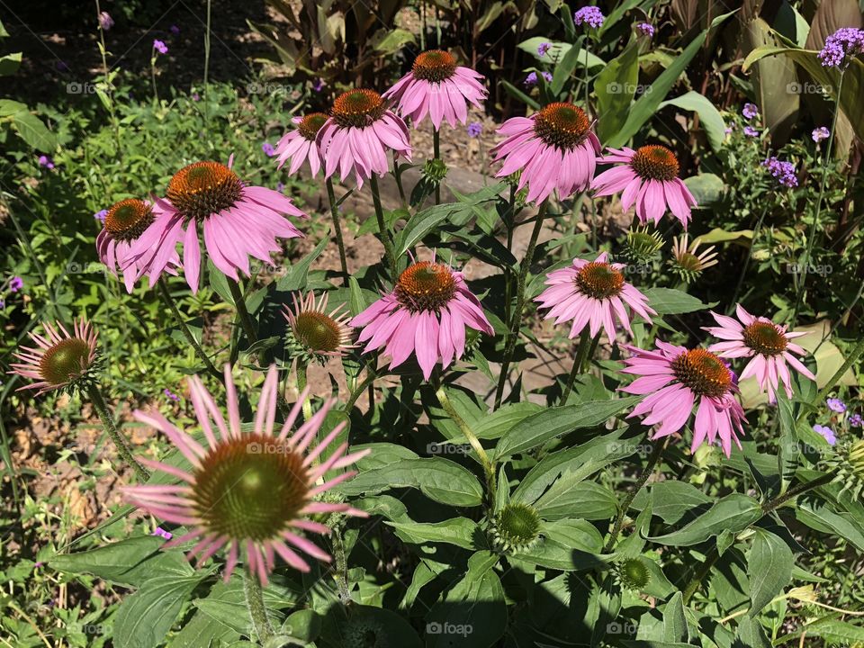 An attractive display of floral beauty for Exeter visitors and residents alike.