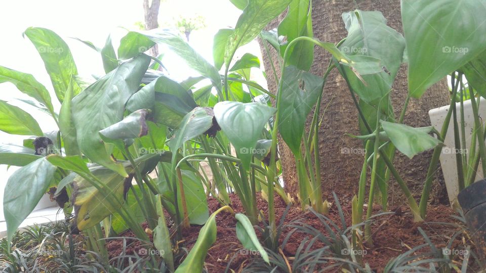 home decorative tree