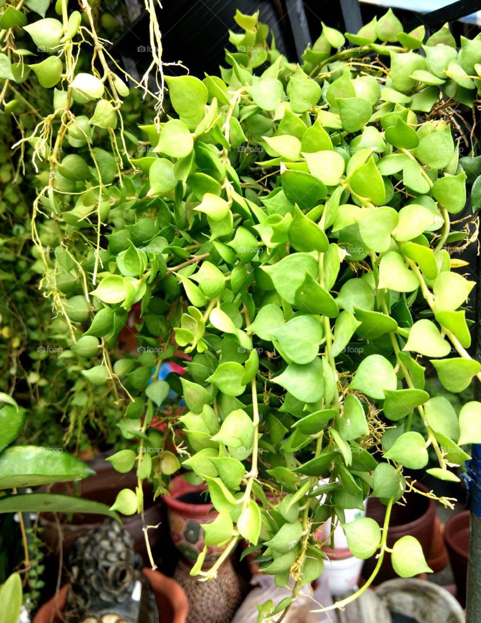 Million hearts tree.