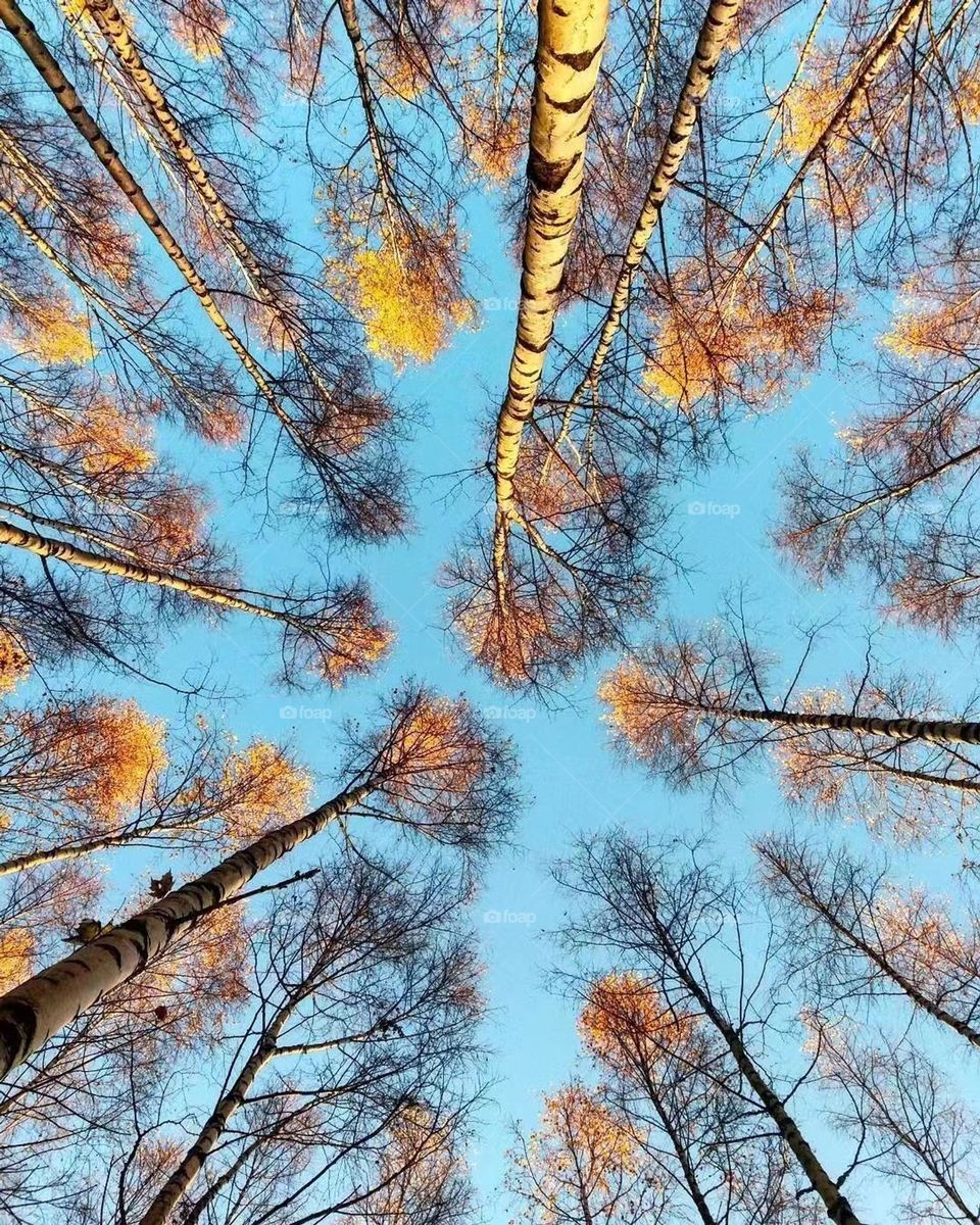 Looking up the sky in autumn ，very  beautiful.