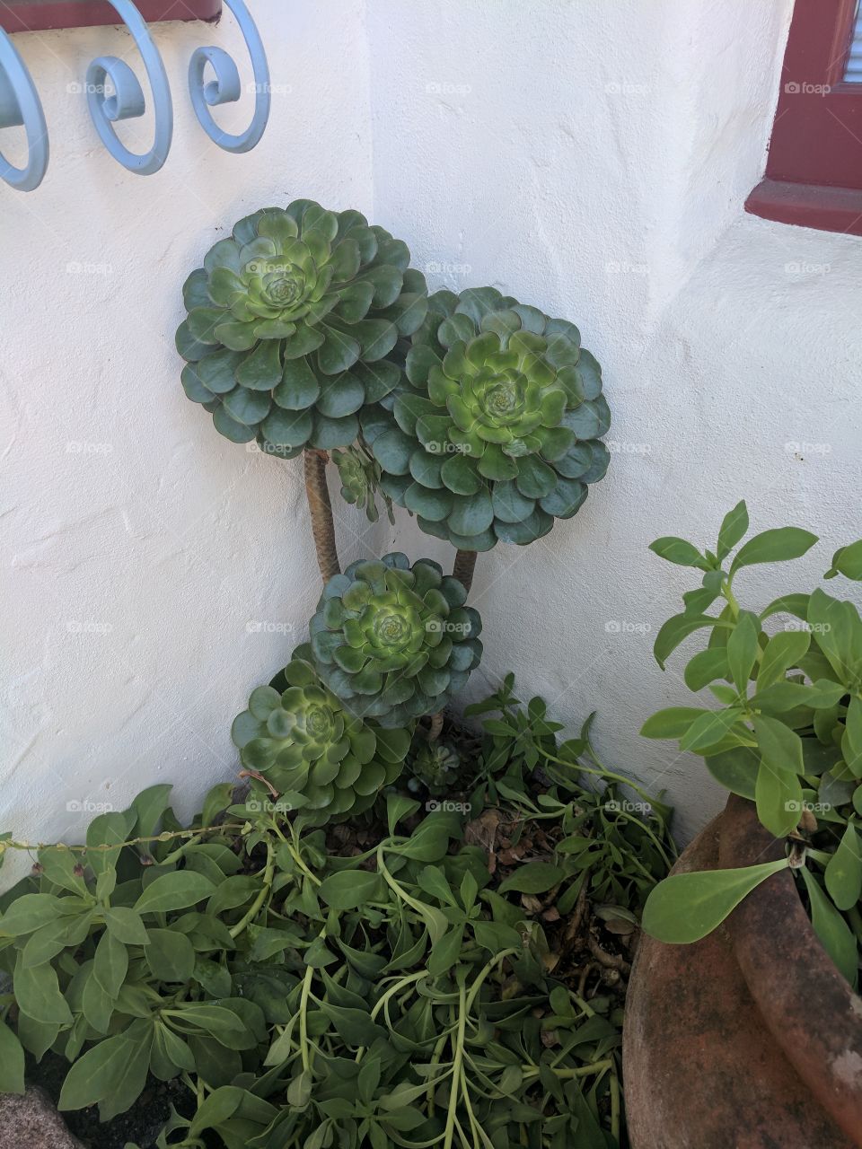 Succulents at the window