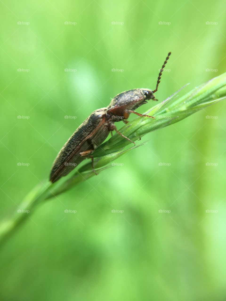Bug on blade of grass
