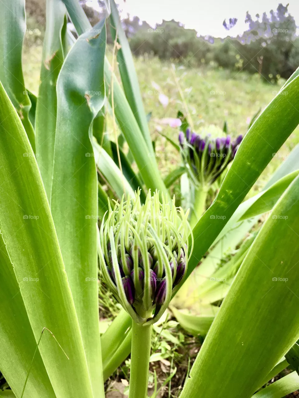 Purple flower 