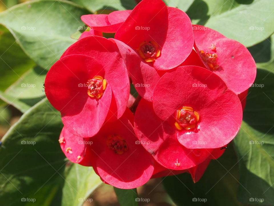 High angle view of red flowers
