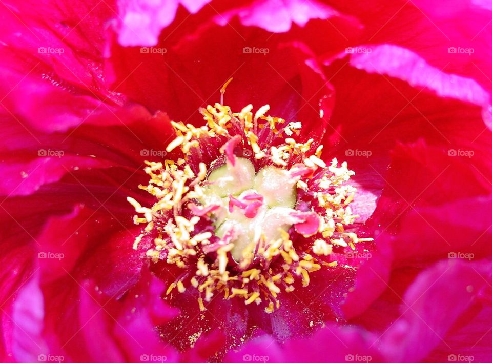 Peony center