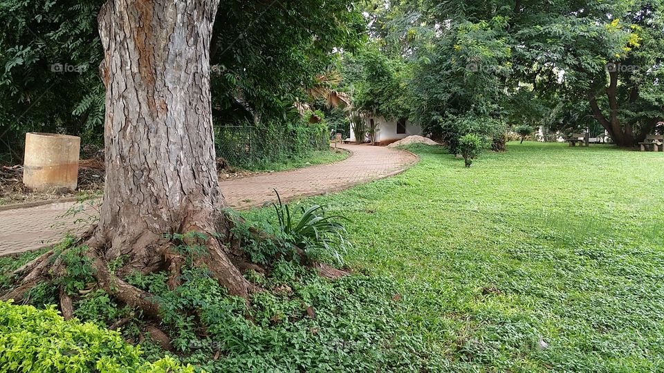 tree and nature walk