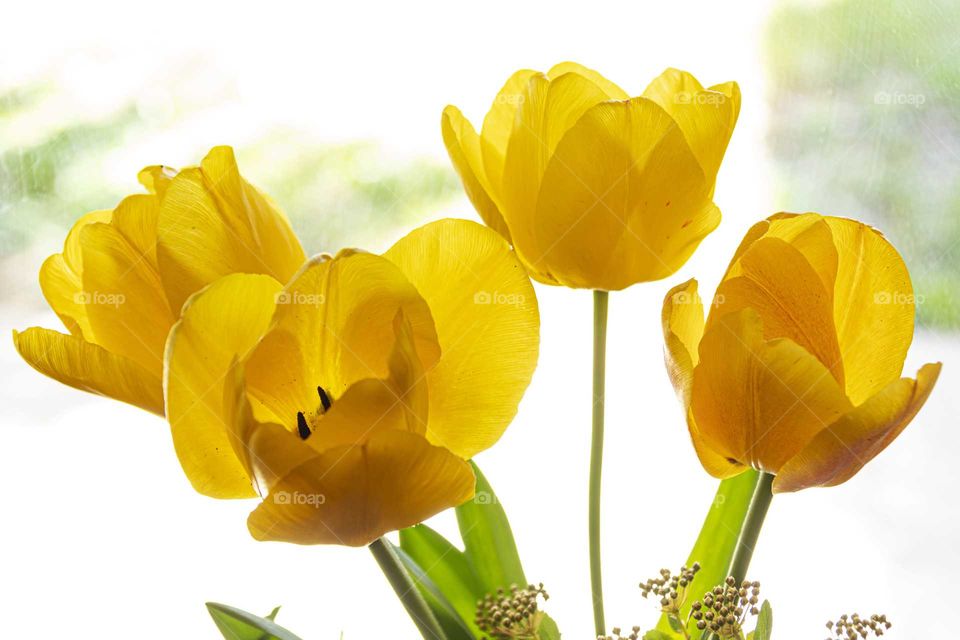 Spring yellow.  Four yellow tulips in backlight.