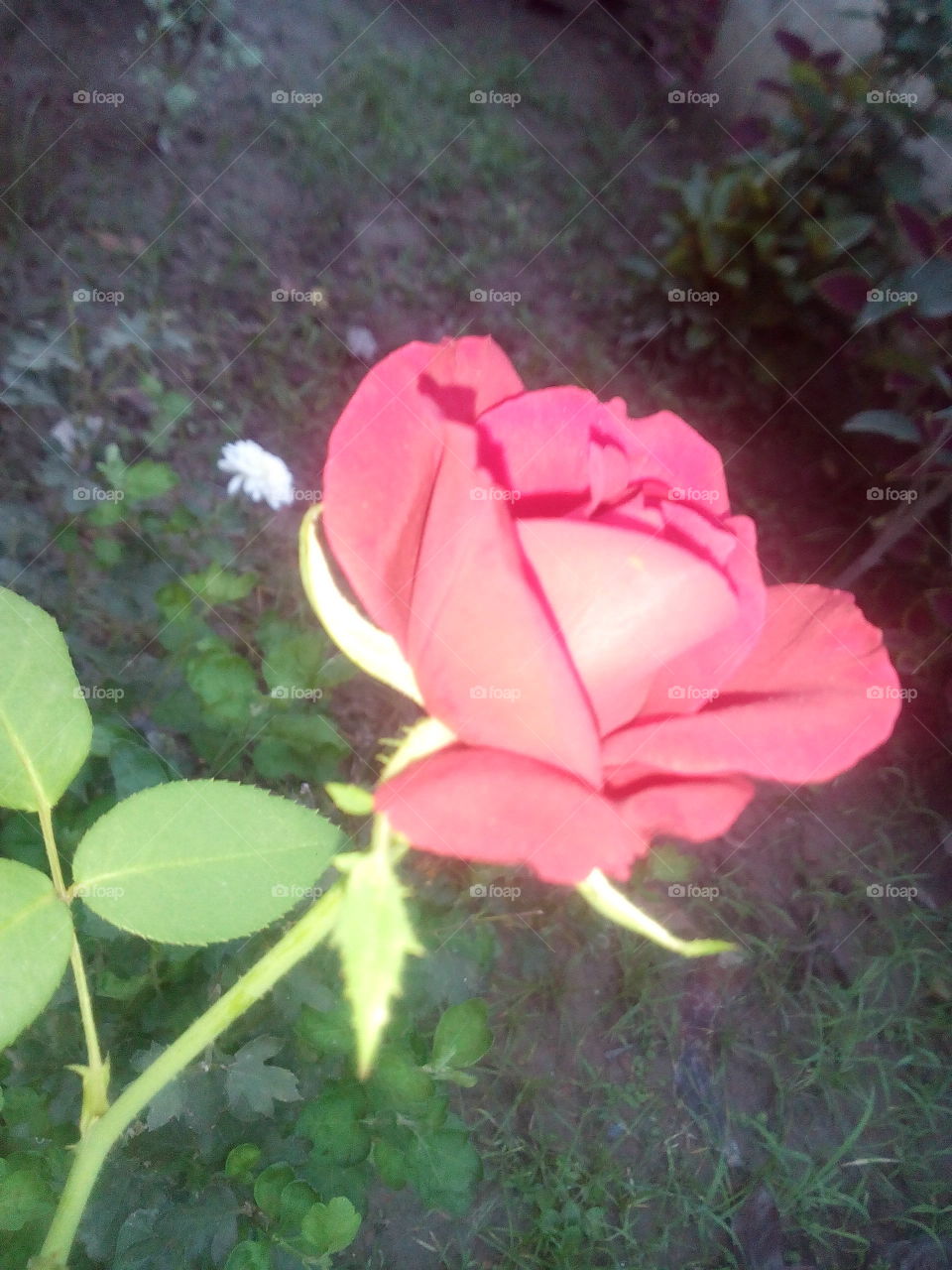 rose. a single flower in a single plant