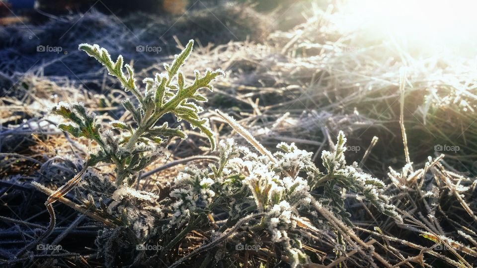 Sun Shining on a Frosty Weed