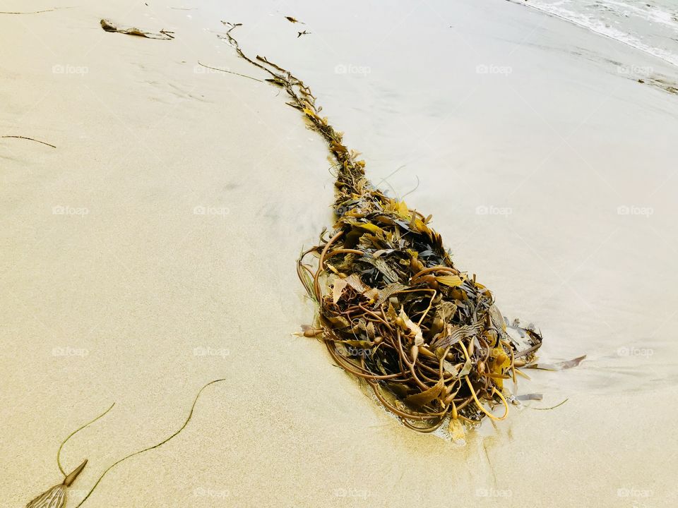 Seaweeds in the seashore 