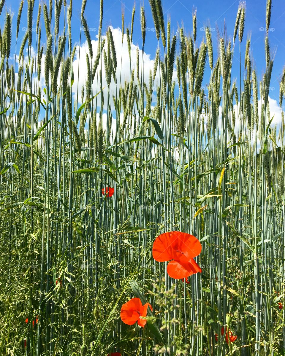 Beautiful red poppies against the green background of the wheat with the blue sky and white clouds to set it off