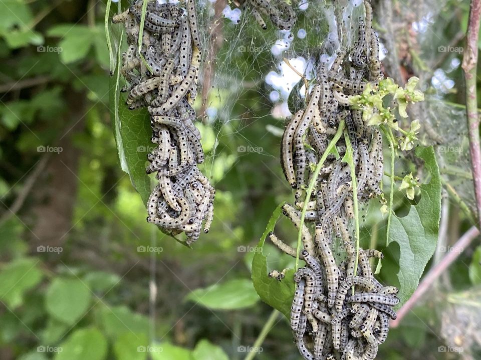 A group of caterpillars in a tree