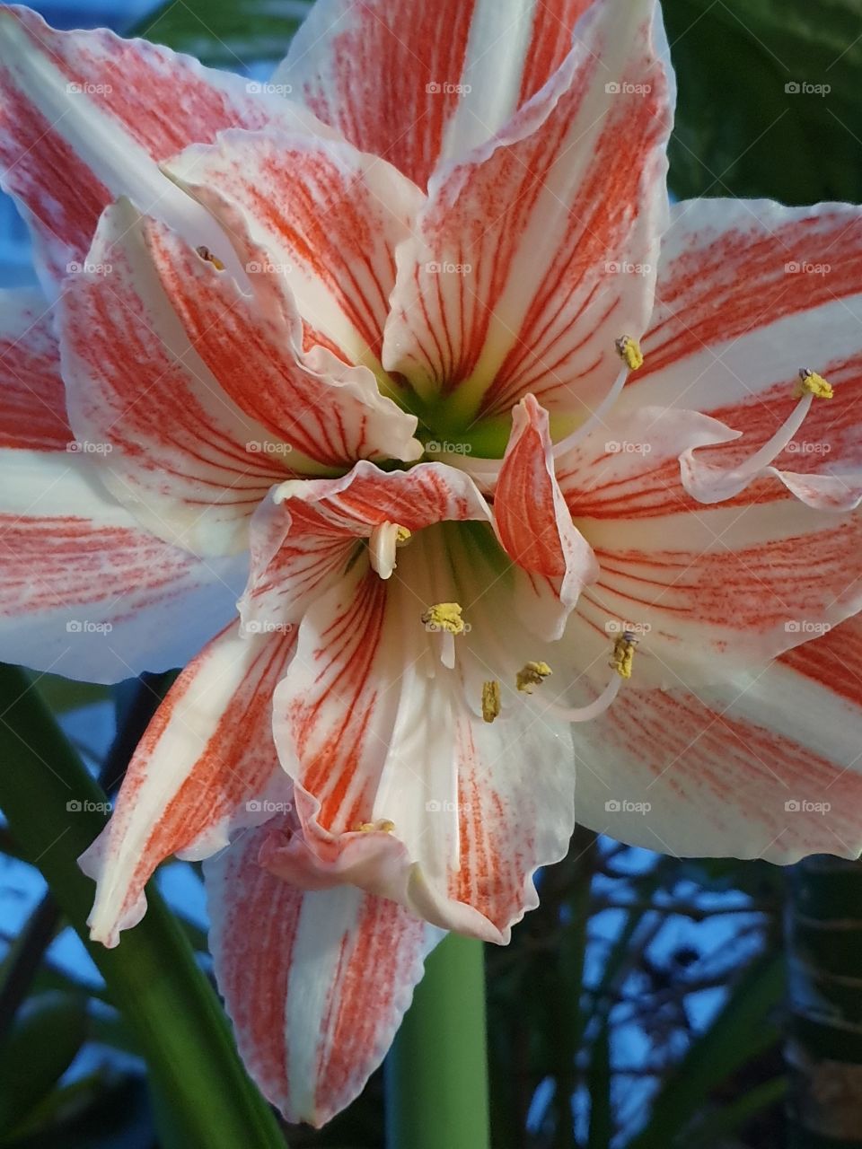 amarillis flower blooming in front of the window