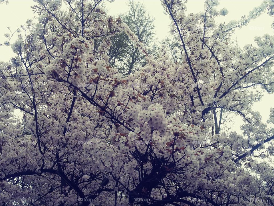 Spring blooming trees