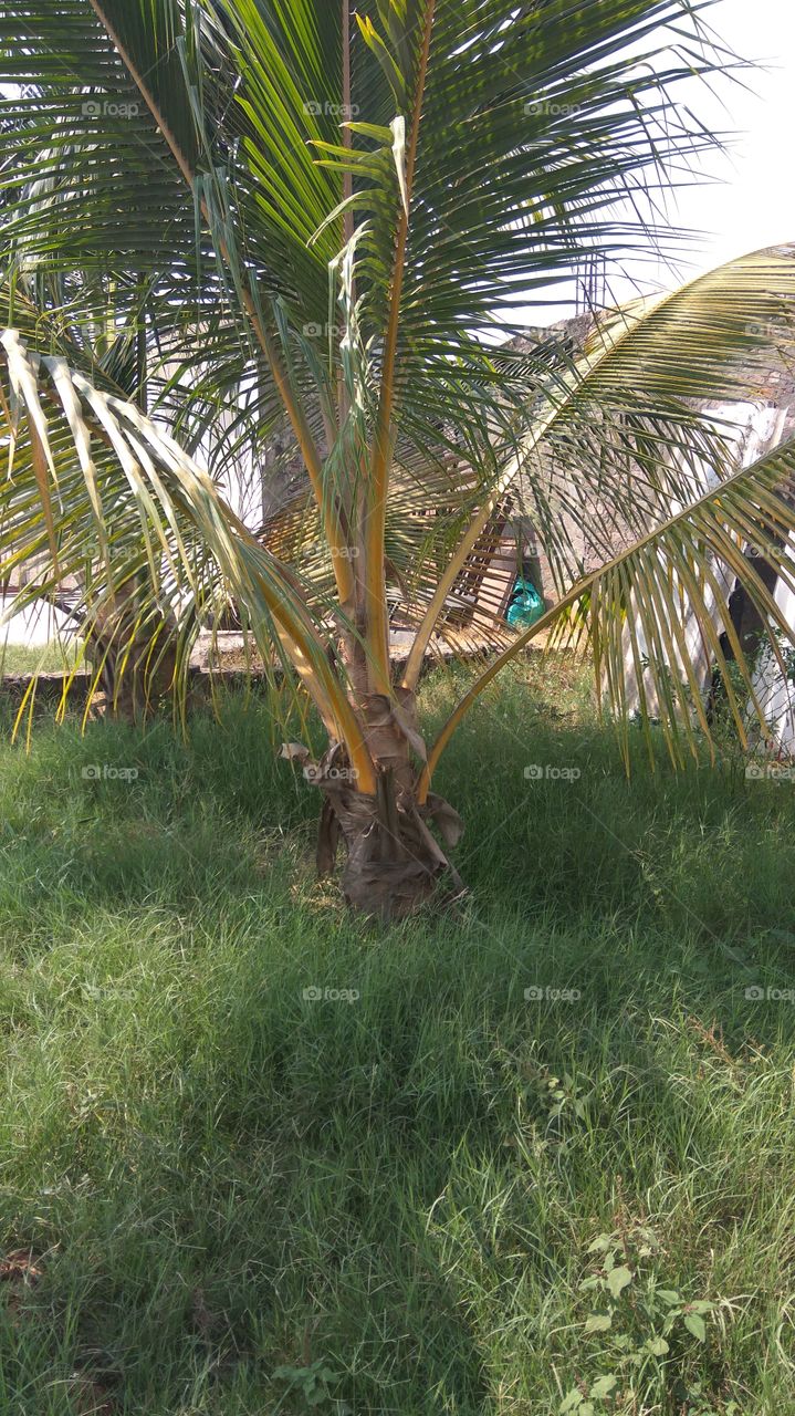 small coconut trees with greenish grass