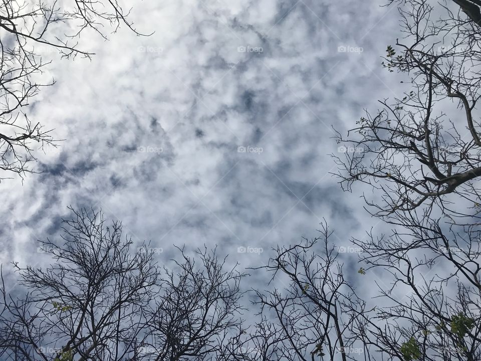 Sky between the trees