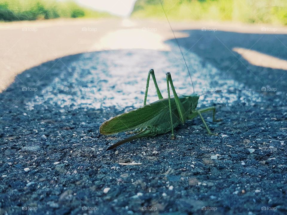 grasshopper