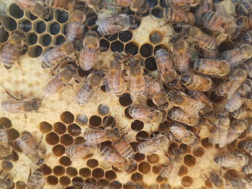 Bee Frame close up