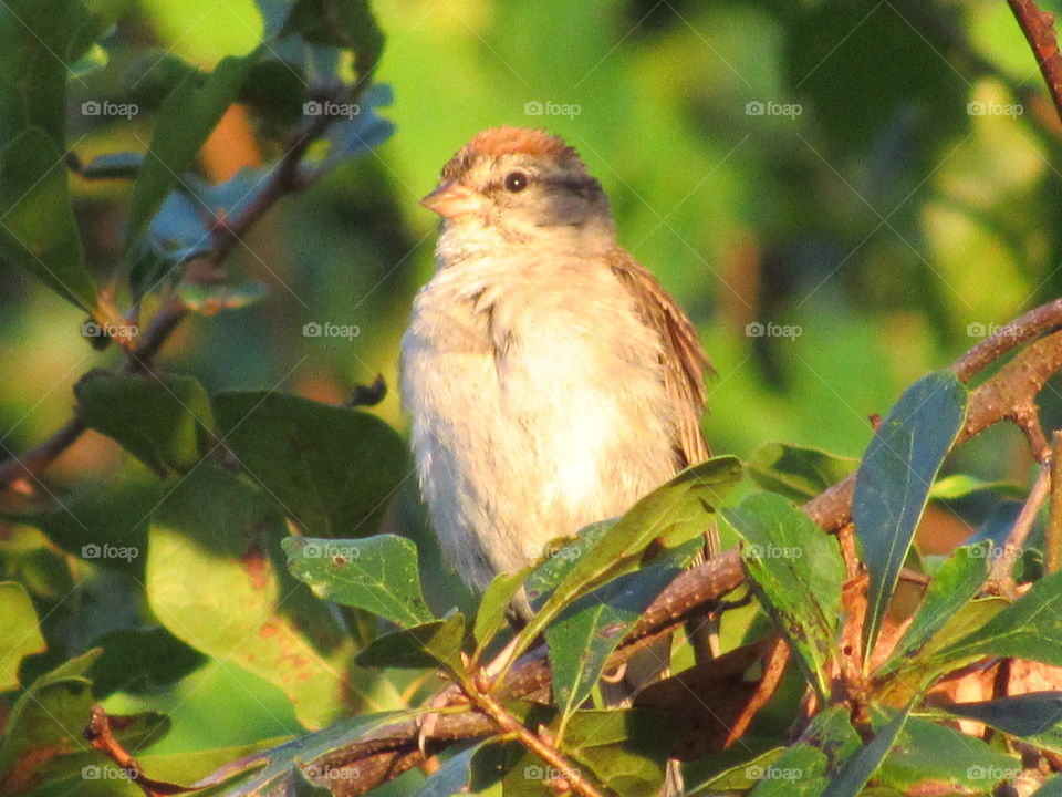 Bird, Wildlife, No Person, Tree, Nature