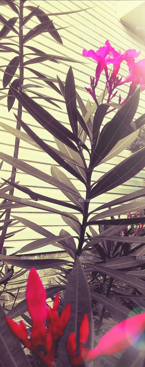 Oleander by the house