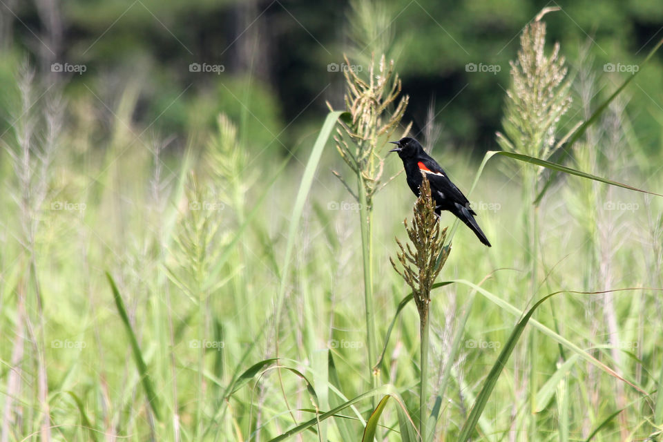 Redwing Black Bird.