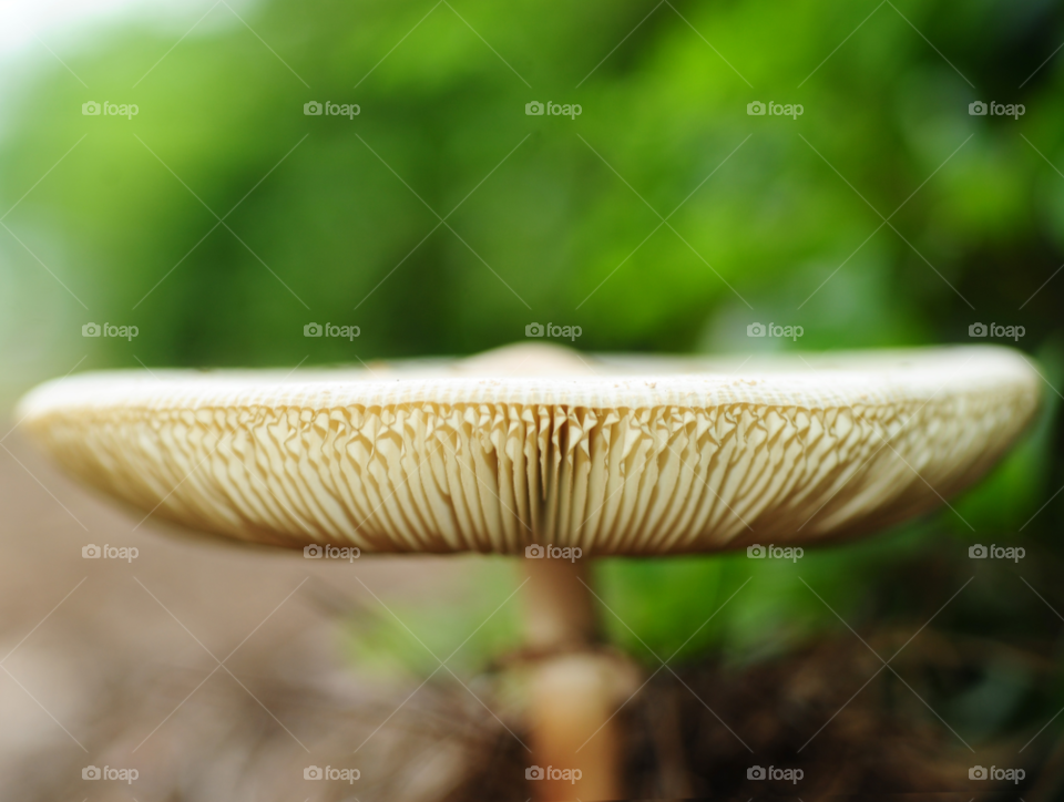 mushroom fungi by lightanddrawing