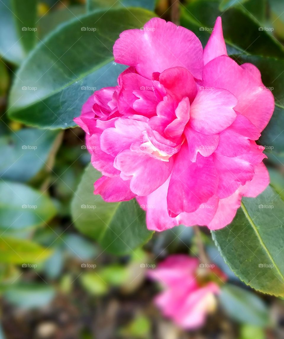 pink flower blooming