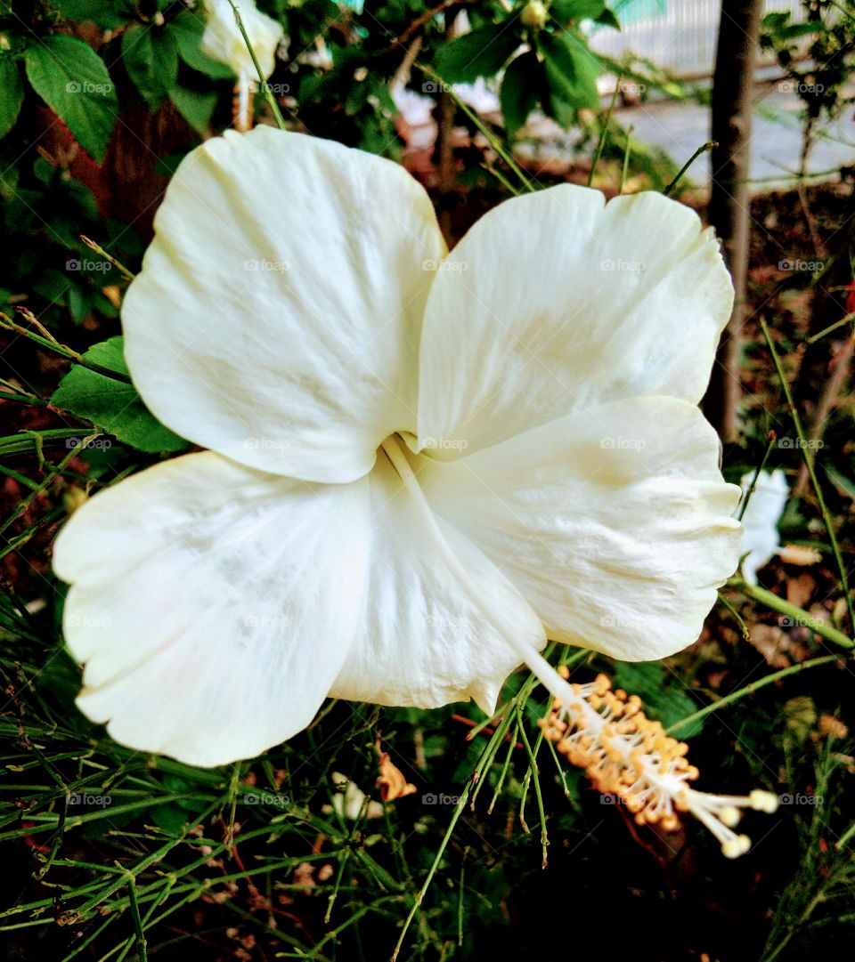 Beautiful white flower. jpg