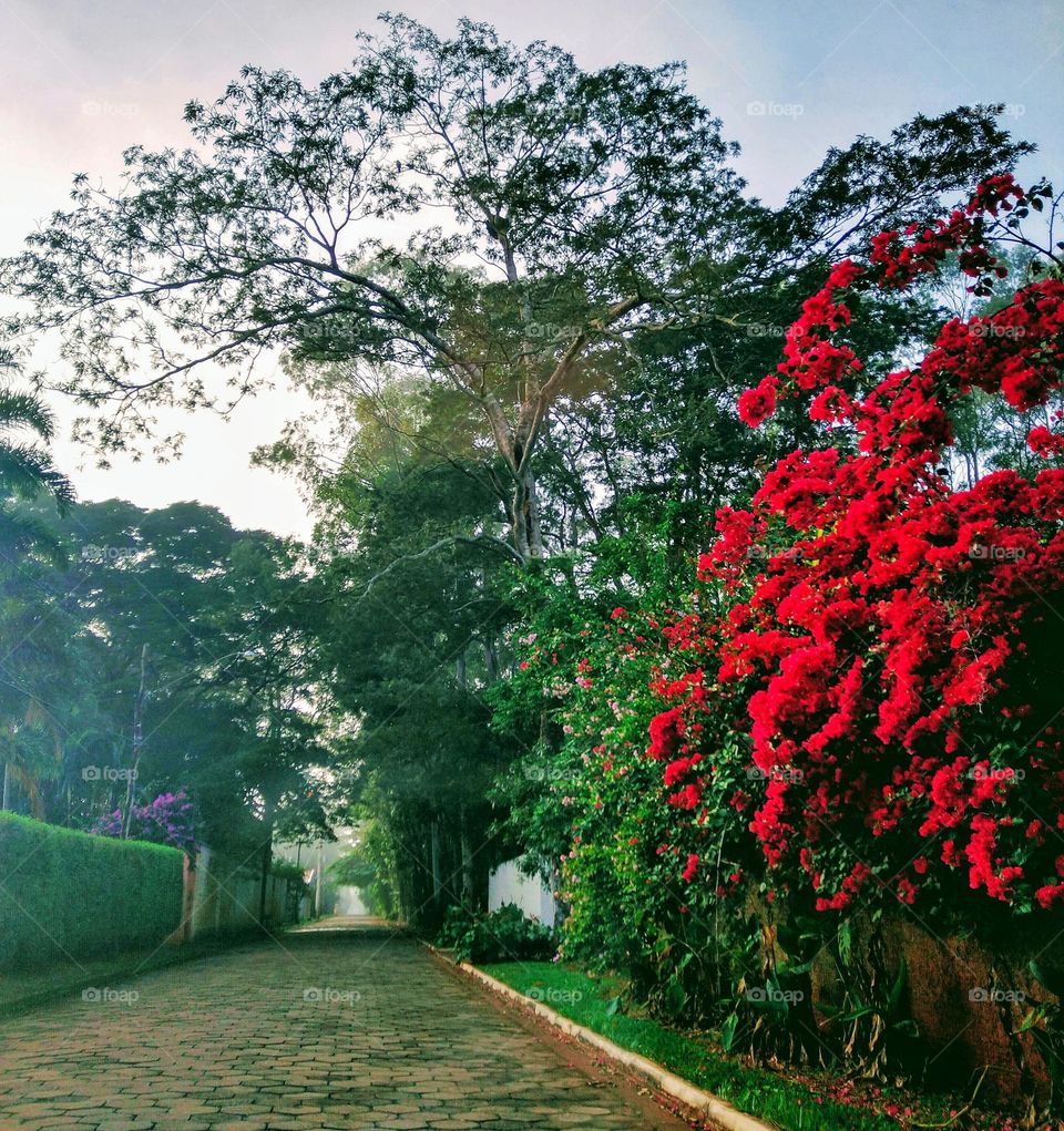 A cobbled path surrounded by colorful nature at sunrise