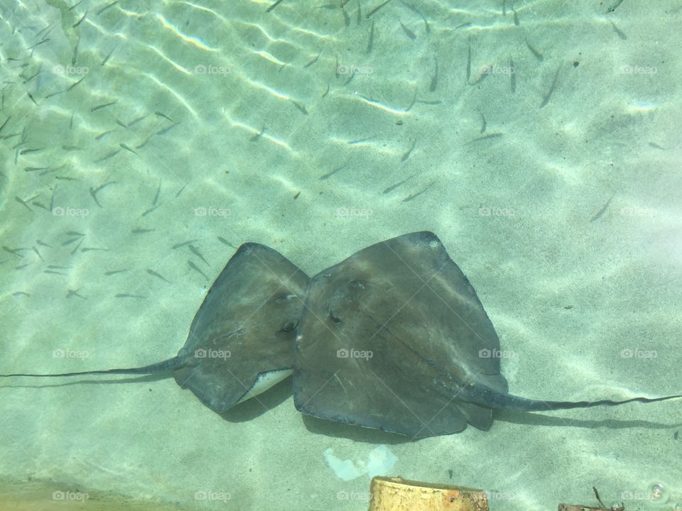 Stingray kiss