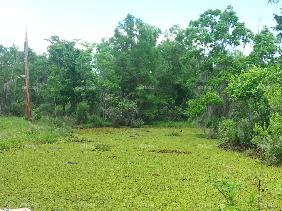 Green Swamp Pond
