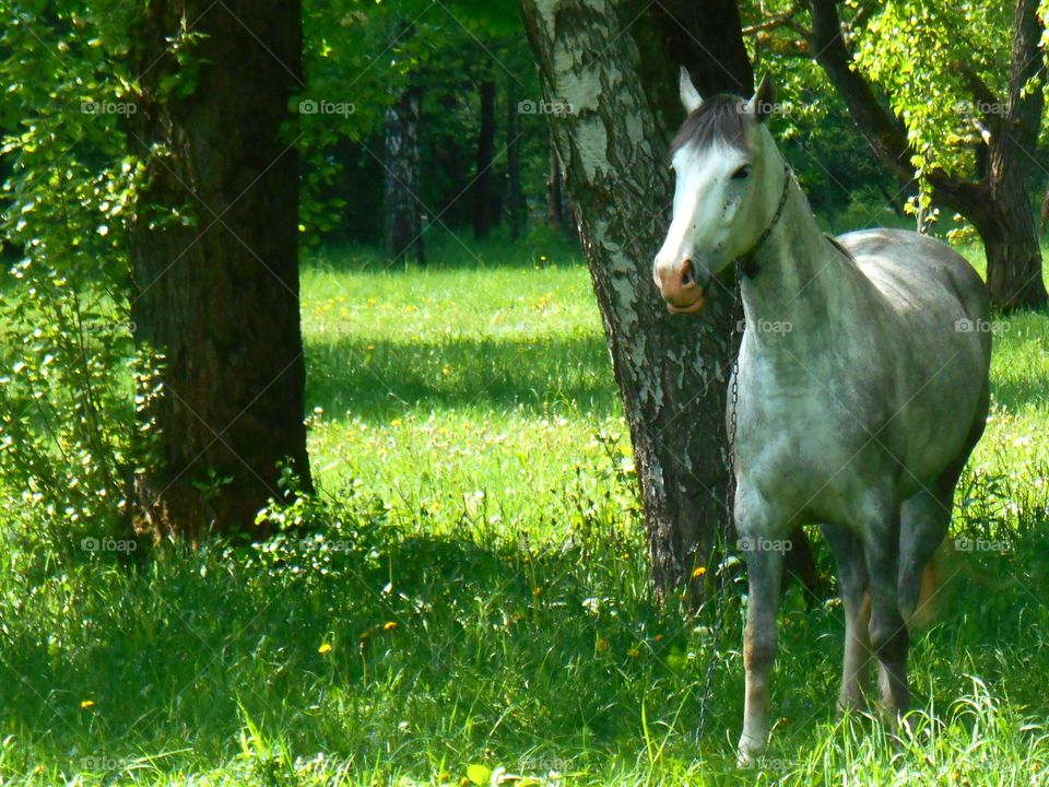 Grass, No Person, Mammal, Nature, Outdoors