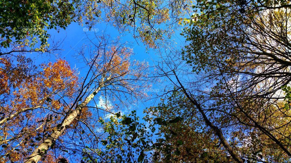 autumn walk in the woods