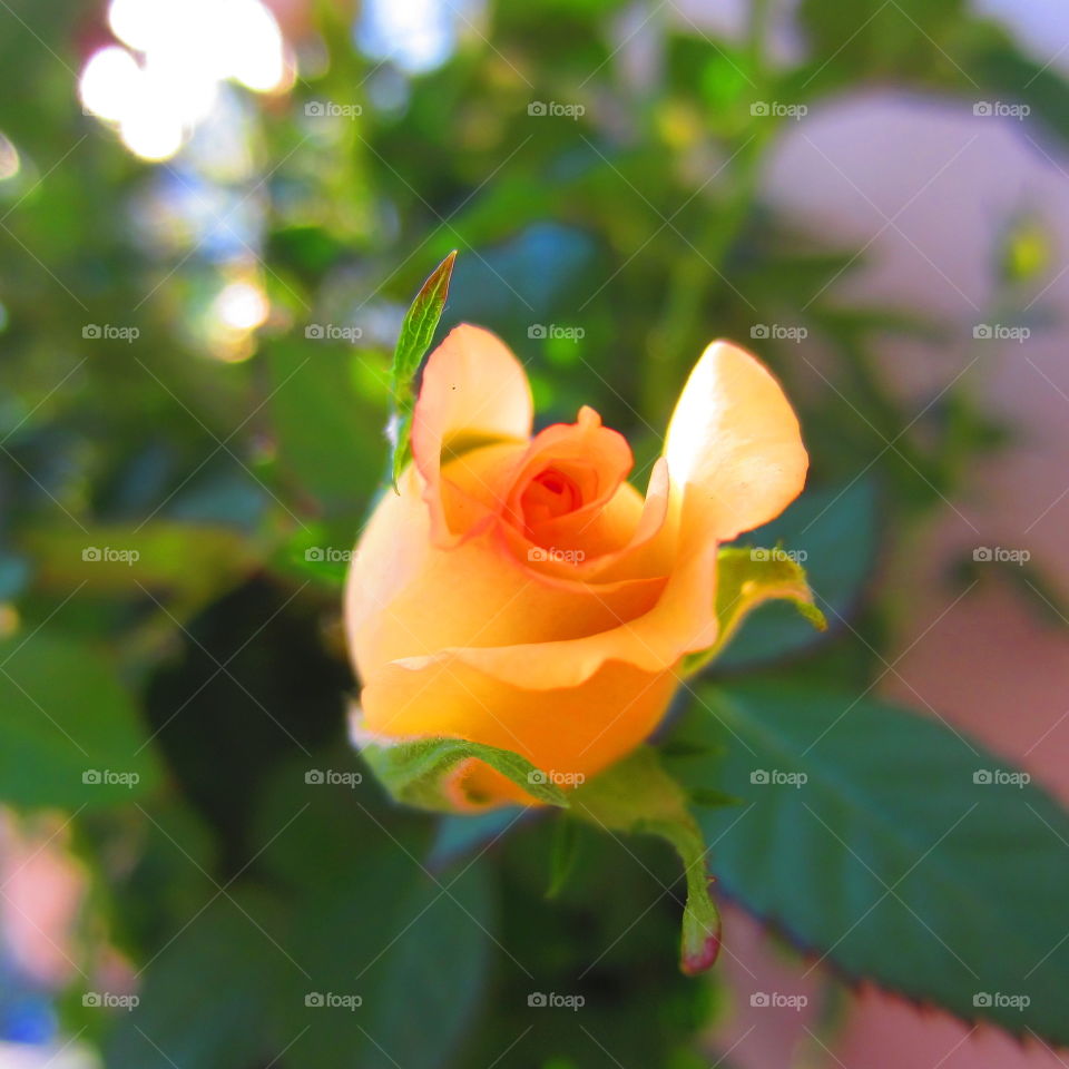Miniature rose 1. 5/23/15 