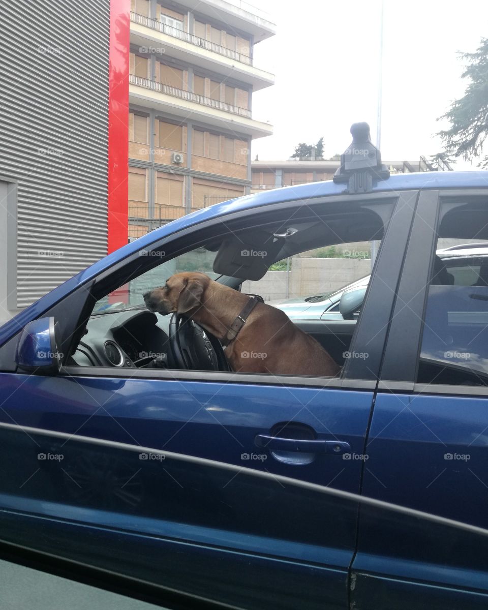 drive like a dog 😂😂😂