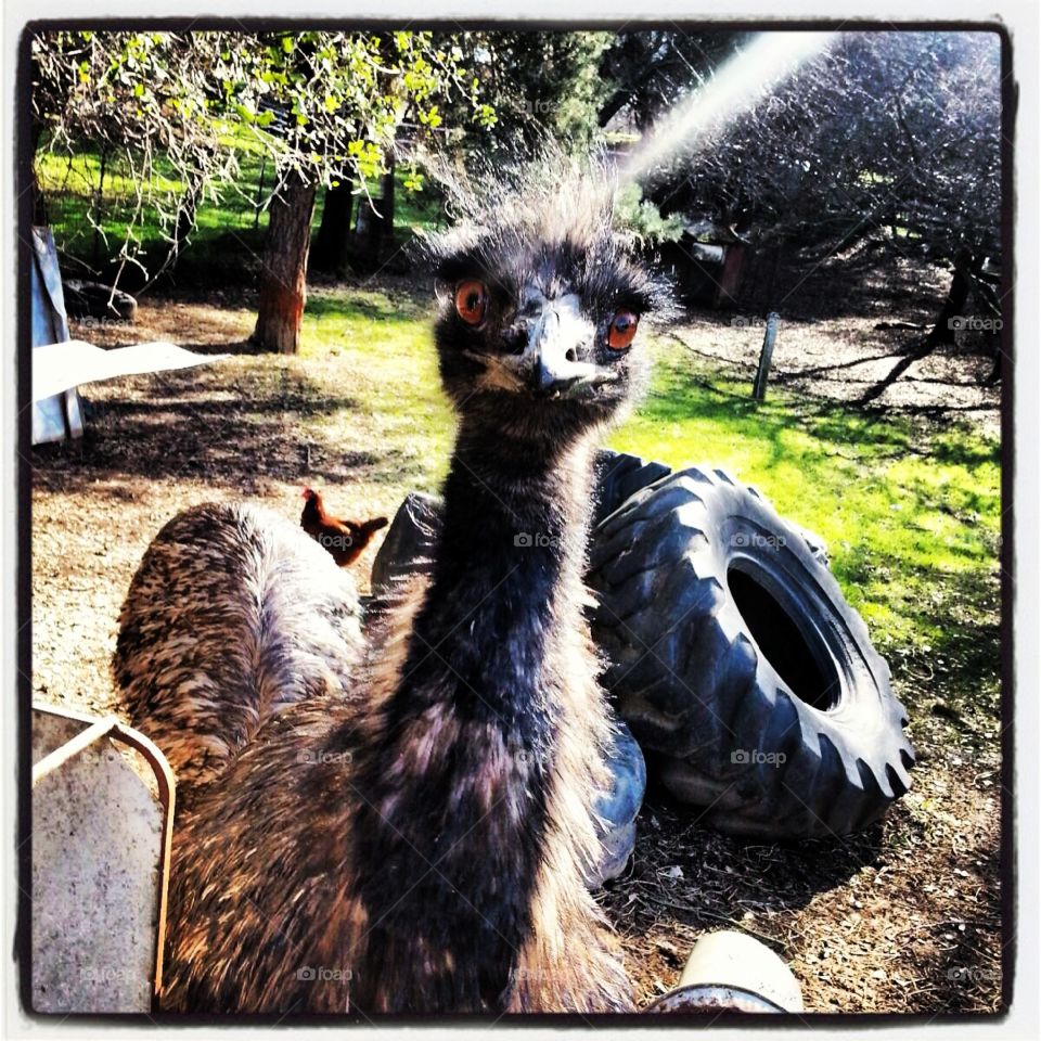Curious Bird. Edward the Emu