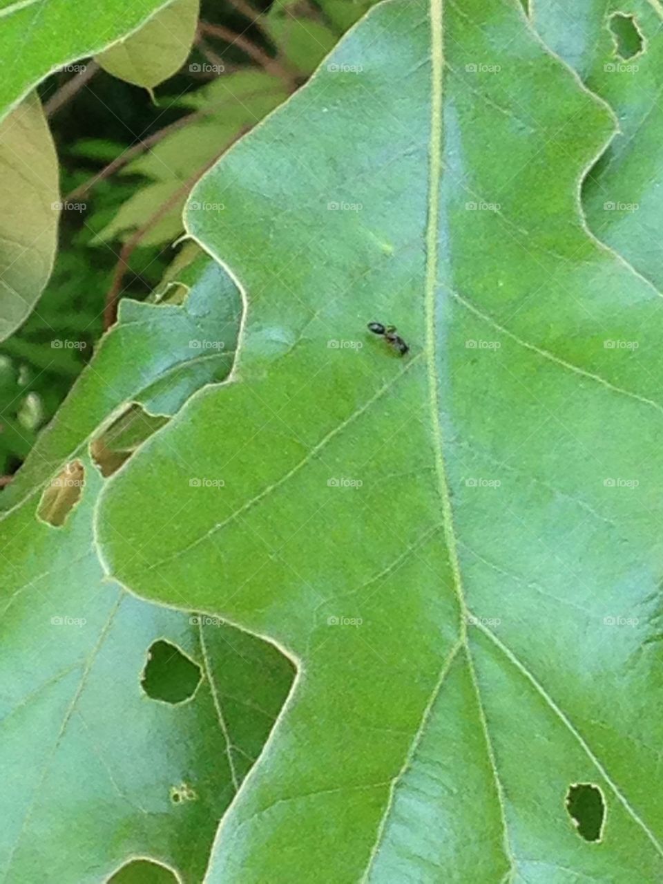 Little ant on a really big leaf
