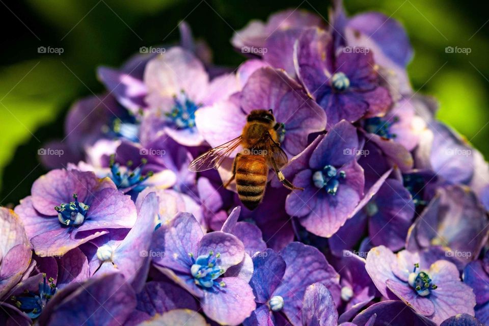 Bee on Hydrangea