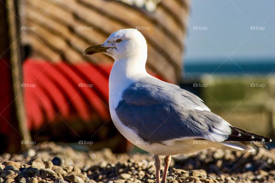 A seagull stands on the pebbles ahead of a painted wooden fishing boat, at Rock-a-nor, Hastings UK