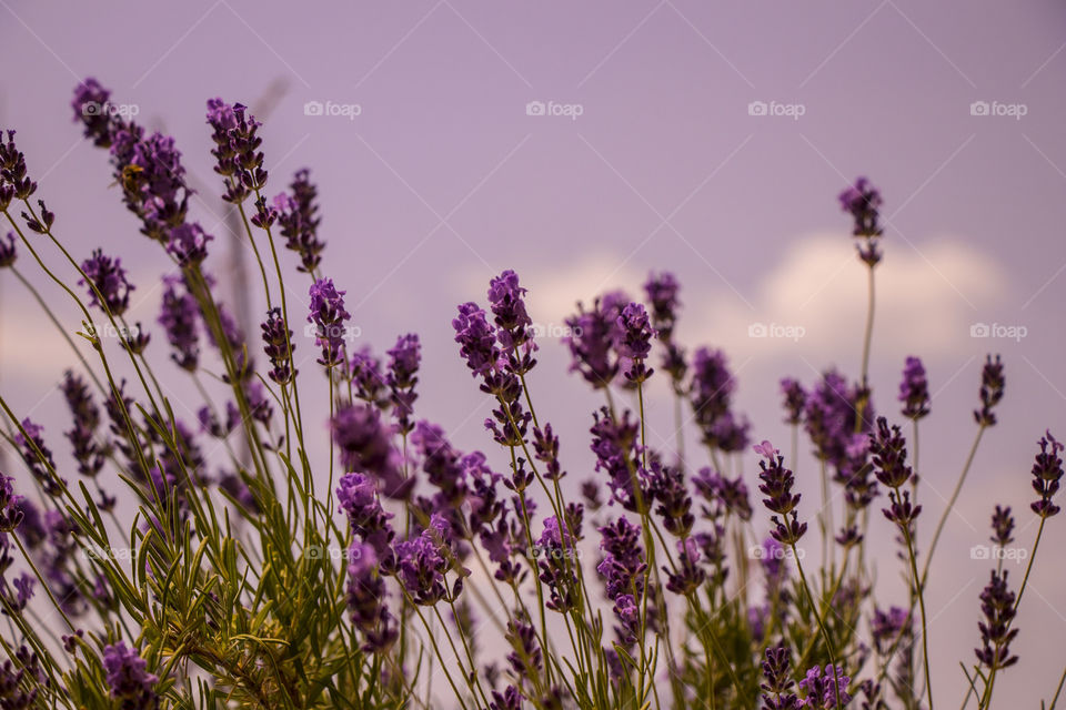 Lavender field
