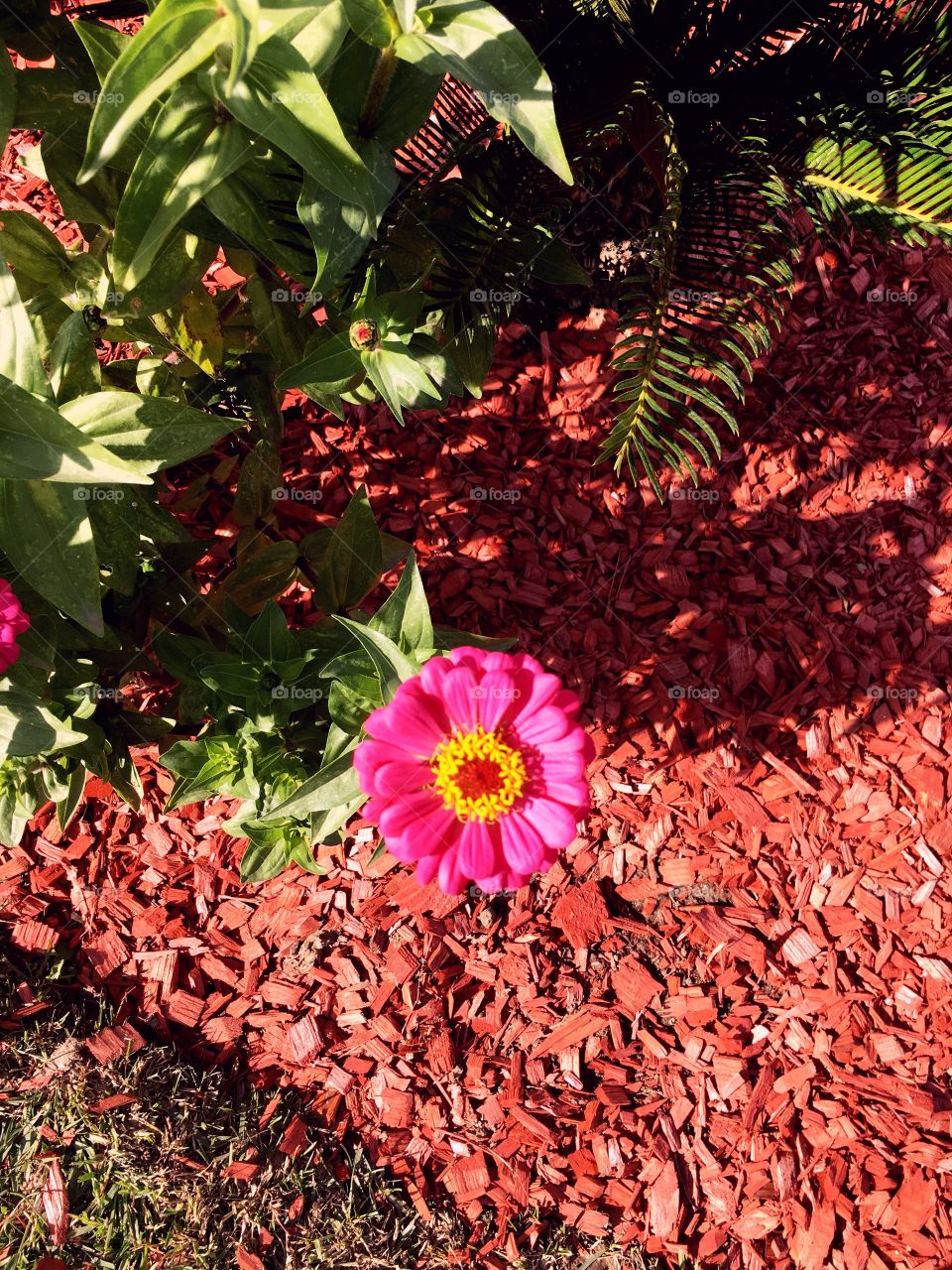 

Linda flor rosa