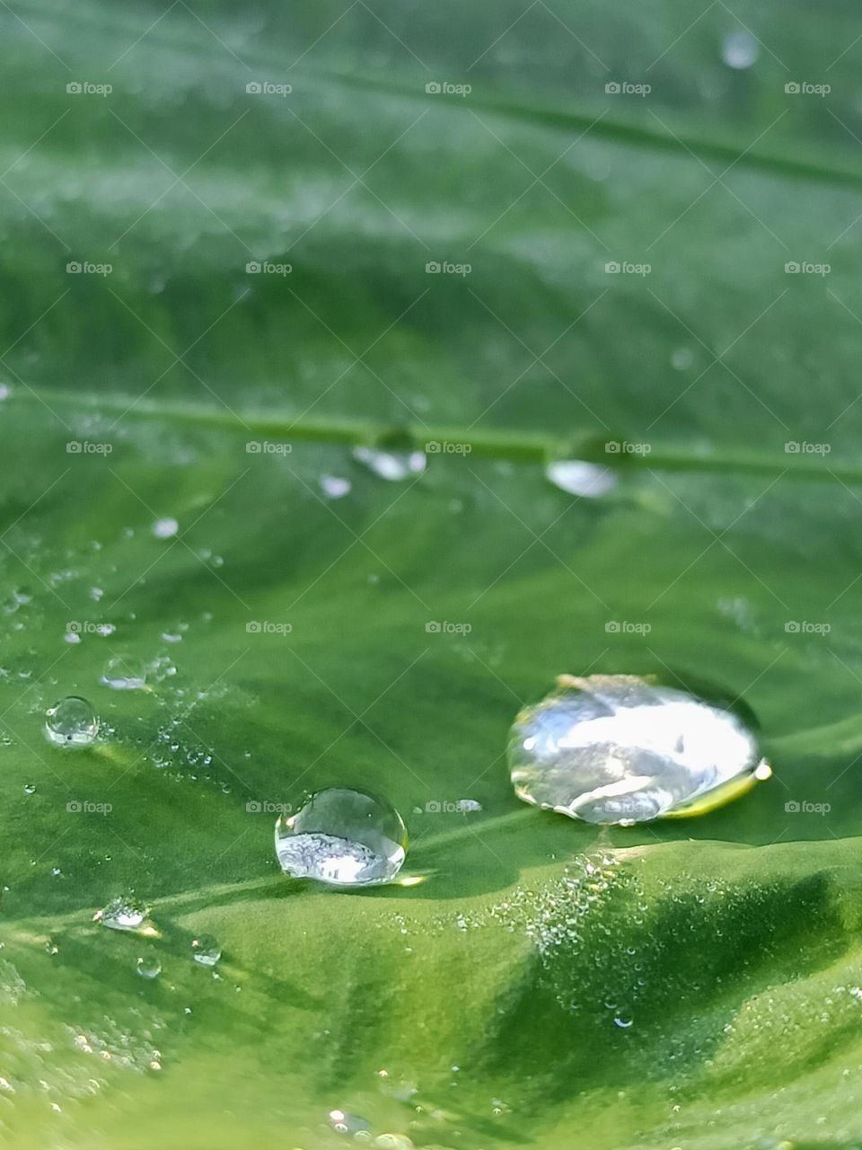 water drops on leaves