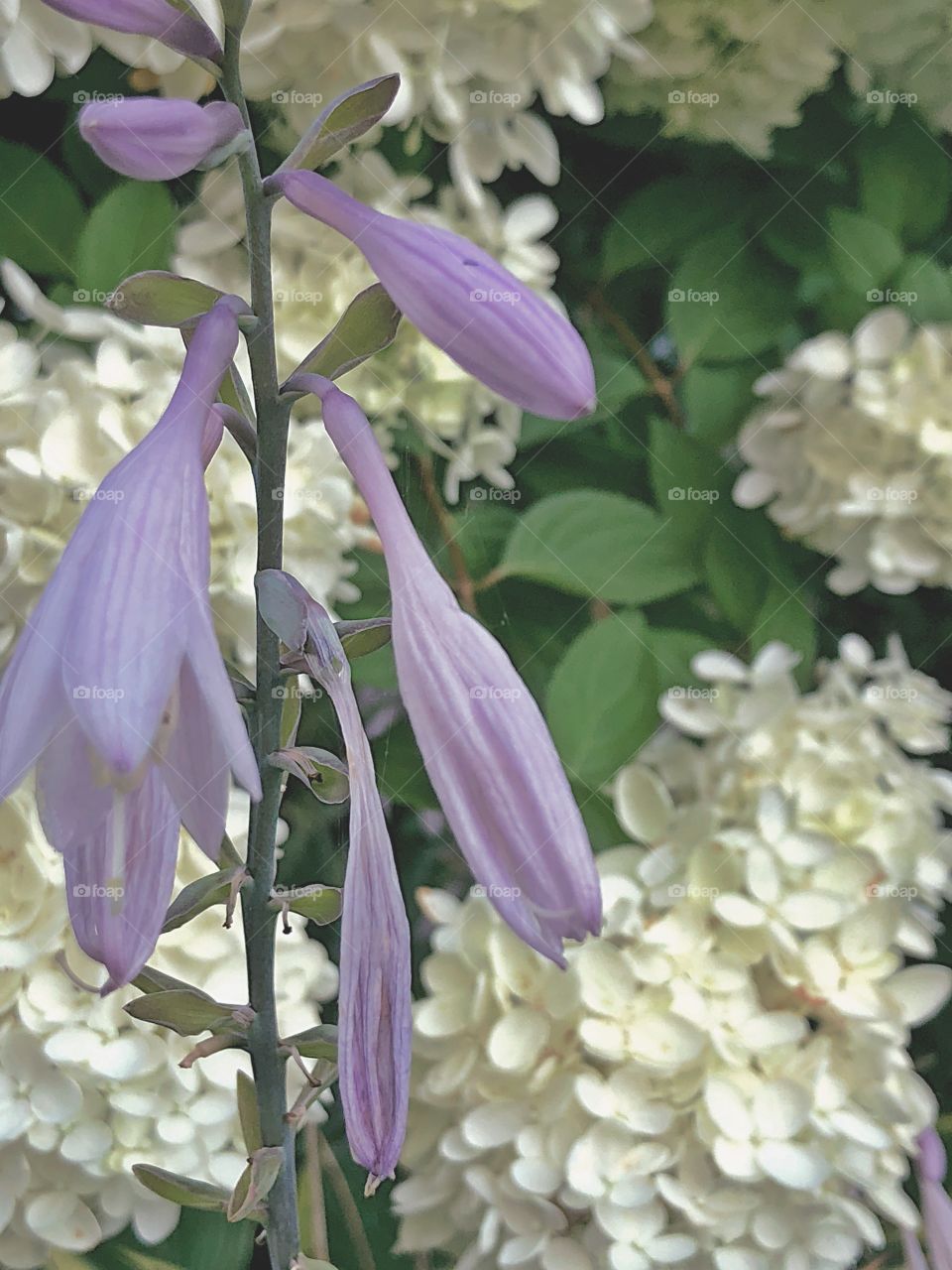 Garden flora blooming in summer - white hydrangea in background and light purple flowers in foreground. ~ @scorpiol13 