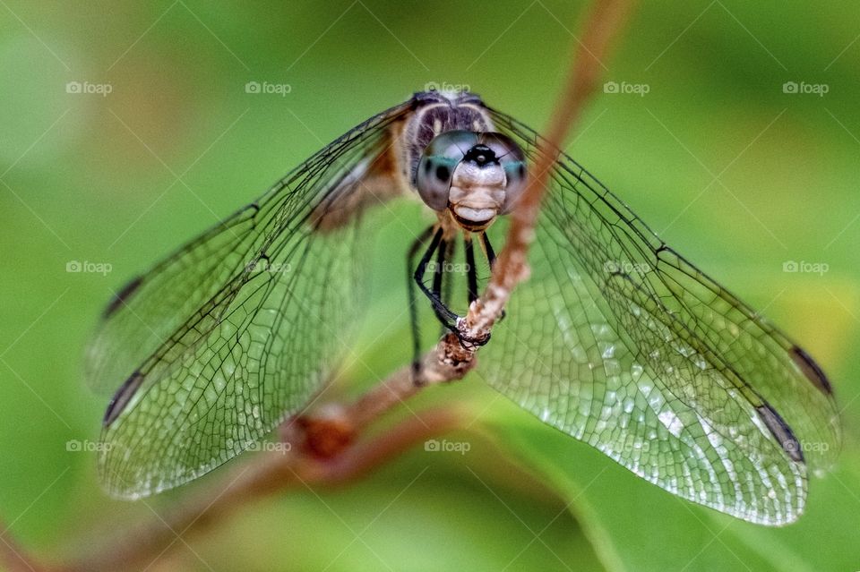 Foap, Flora and Fauna of 2019: A blue dasher dragonfly smiles for the camera at Yates Mill County Park in Raleigh North Carolina. 