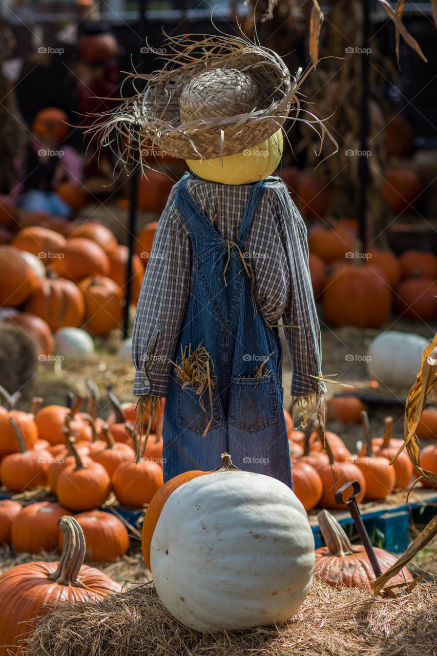 Market, People, Pumpkin, Fall, Halloween