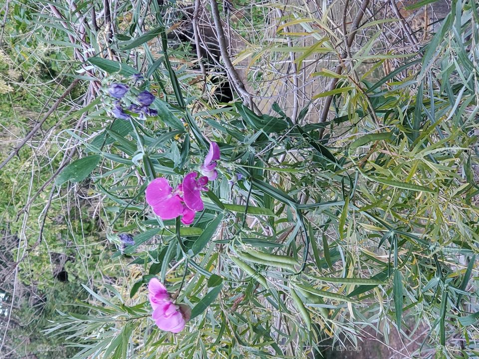 Wild flowers in Morrison, Colorado