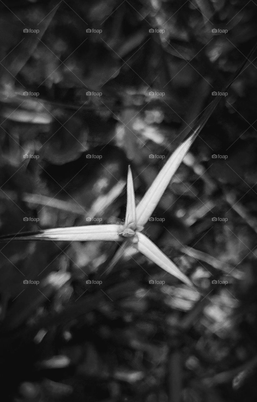 Capim triangular. Gramado em PB. Planta triangular