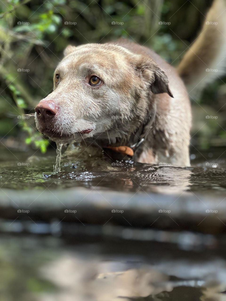 Dog in the water 